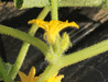 Cucumis sativus Concombre lemon; fleurs-M