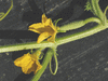 Cucumis sativus Hmong red; fleurs-F