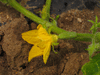 Cucumis sativus Uzbekski; fleurs-F