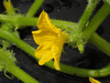 Cucumis sativus Uzbekski; fleurs-M