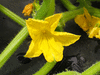 Cucumis sativus Uzbekski; fleurs-M