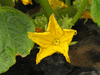 Cucumis sativus Uzbekski; fleurs-F