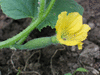 Cucumis melo Banana; fleurs-F