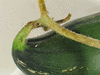 Cucumis melo Banana; pedoncules