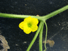 Cucumis melo Jenny Lind; fleurs-M