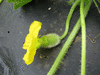 Cucumis melo Melon de Bellegarde; fleurs-F