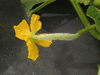 Cucumis melo flexuosus Metki painted serpent; fleurs-F