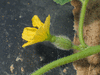 Cucumis melo Esperanza de oro; fleurs-F