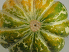 Cucumis melo Ananas; ombilics