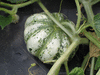 Cucumis melo Cantaloup prescott fond blanc; fruits