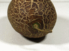 Cucumis sativus Empereur Alexandre; pedoncules