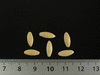 Cucumis sativus Empereur Alexandre; graines