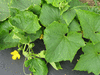 Cucumis sativus Empereur Alexandre; feuilles