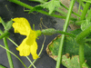 Cucumis sativus Empereur Alexandre; fleurs-F