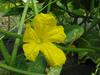Cucumis sativus Empereur Alexandre; fleurs-F