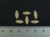 Cucumis sativus Poona Kheera; graines