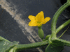 Cucumis callosus ; fleurs-F