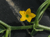 Cucumis callosus ; fleurs-F