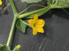 Cucumis callosus ; fleurs-M