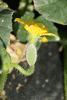 Cucumis callosus ; fleurs-F