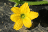 Cucumis callosus ; fleurs-F