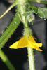 Cucumis callosus ; fleurs-M