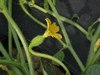 Cucumis anguria Concombre des Antilles liso calcuta; fleurs-F