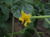 Cucumis anguria Concombre des Antilles liso calcuta; fleurs-F