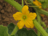 Cucumis melo Tigger; fleurs-M