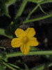 Cucumis hirsutus ; fleurs-M