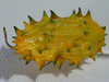 Cucumis metuliferus Kiwano sauvage; fruits