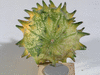 Cucumis metuliferus Kiwano sauvage; ombilics