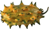 Kiwano sauvage