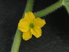 Cucumis melo Oka du Quebec; fleurs-M