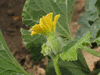 Cucumis melo Oka du Quebec; fleurs-F