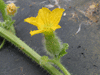 Cucumis melo Oka du Quebec; fleurs-F