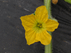 Cucumis melo Oka du Quebec; fleurs-F