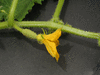 Cucumis sativus Boothby's blond; fleurs-F