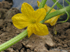 Cucumis sativus Boothby's blond; fleurs-M