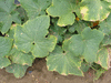 Cucumis sativus Boothby's blond; feuilles