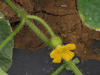 Cucumis metuliferus Metulon rond; fleurs-F