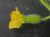 Cucumis melo Blanco de Ribatejo; fleurs-F