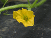 Cucumis melo Blanco de Ribatejo; fleurs-F