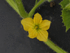 Cucumis melo Blanco de Ribatejo; fleurs-M