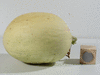 Cucumis melo Blanco de Ribatejo; fruits