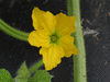 Cucumis melo Zatta; fleurs-M