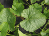 Cucumis melo Vine Peach de Quito; feuilles