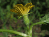 Praecitrullus fistulosus Tinda; fleurs-F