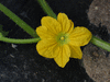 Praecitrullus fistulosus Tinda; fleurs-M