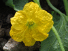 Praecitrullus fistulosus Tinda; fleurs-F